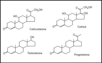 Que son las hormonas esteroides y el colesterol